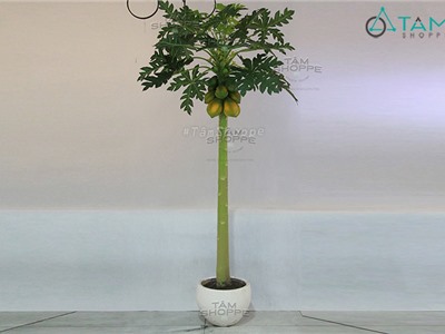 Chậu cây đu đủ giả Bigsize